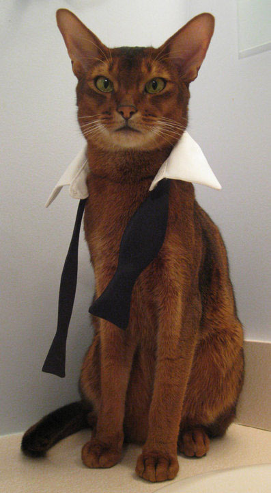 Cat with tuxedo collar bowtie