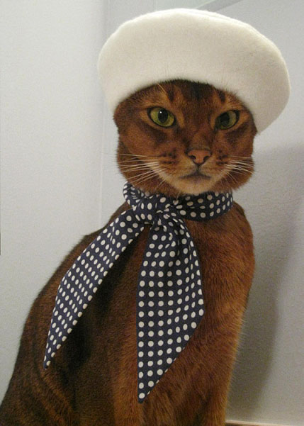 Cat wearing white felt beret courtesy of CatAtelier