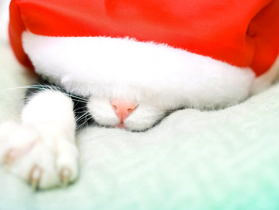 Cat in santa hat sleeping Christmas card