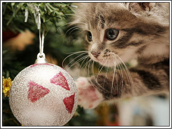 Kitten Christmas card cute