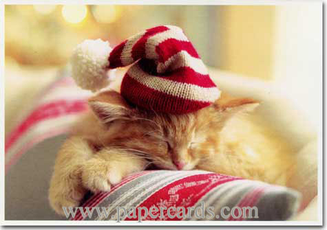Sleeping orange kitten Christmas card
